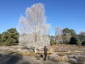 Misselhorner Heide