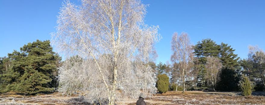 Misselhorner Heide