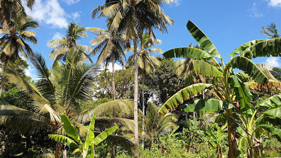 Réserve Forestière des Monts Bénara