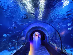 Funtastic Aquarium