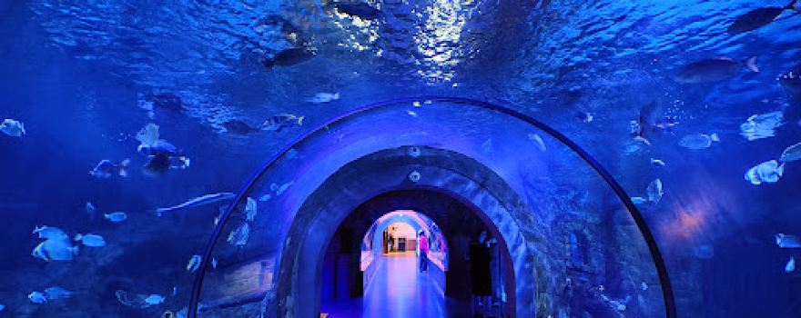 Funtastic Aquarium