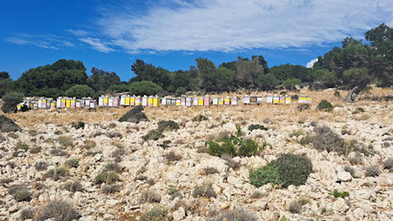 Lun - Divlje Masline