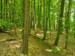HeumödernTrails