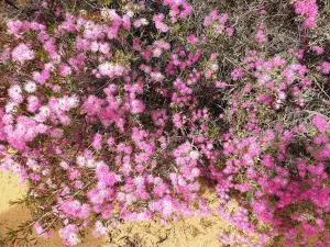 Reynoldson Reserve