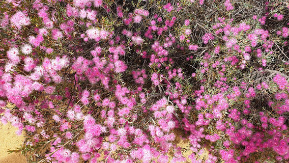 Reynoldson Reserve
