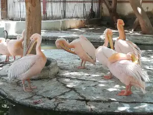 Fayoum Zoo