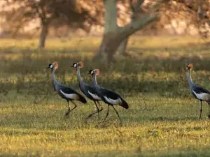 Gorongosa Campsite