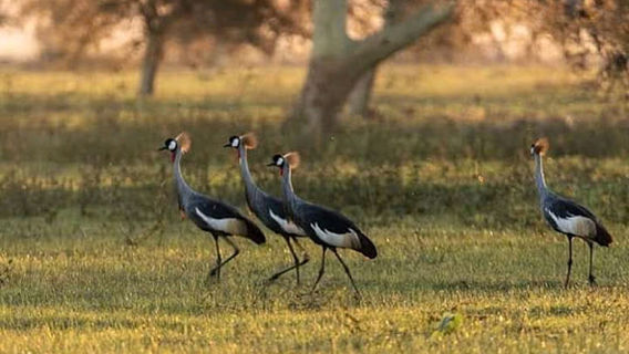 Gorongosa Campsite