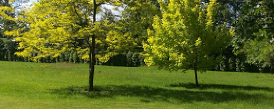 Park Dworski