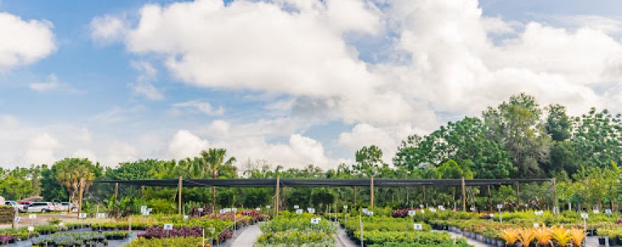 Royal Landscape Nursery