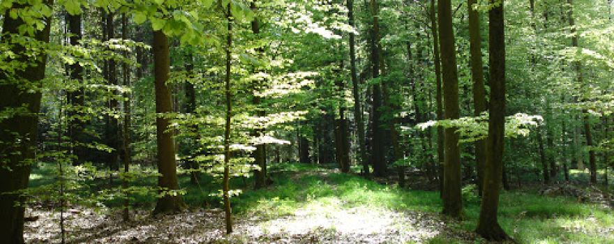 Waldparadies