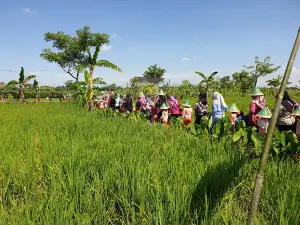 Rumah Hijau Denassa (RHD)