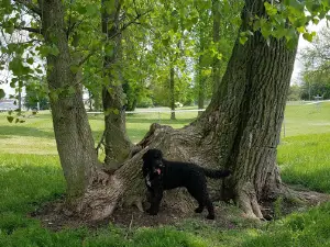 Kenton Bark Park Dog Park