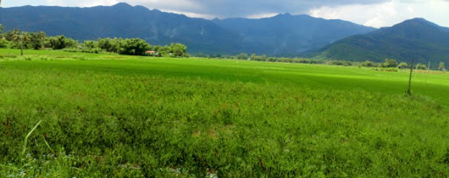 Chùa Cảnh An