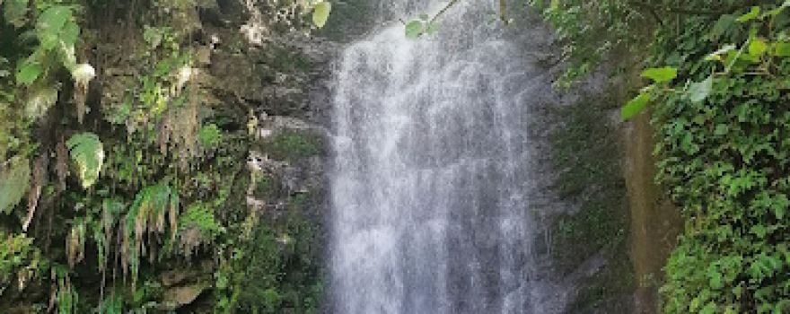 Arroyo "Acala"