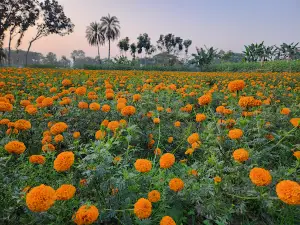 Godkhali Flower Garden