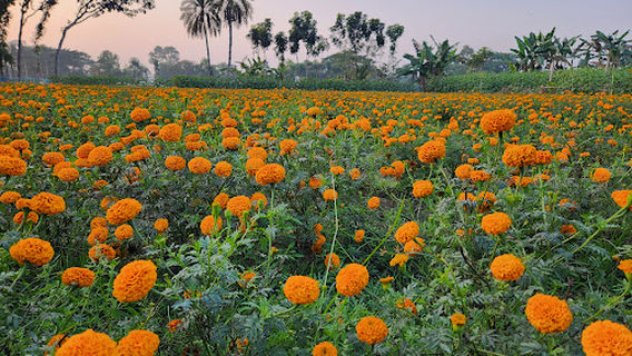 Godkhali Flower Garden