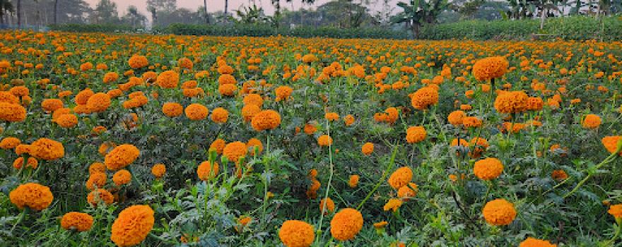Godkhali Flower Garden