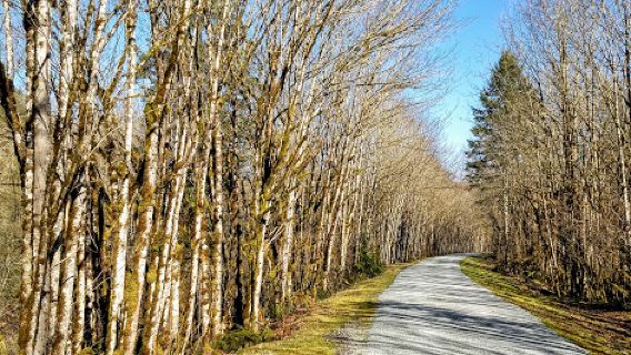 Cedar River Trailhead
