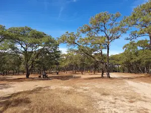Entrada Bosque De La Primavera