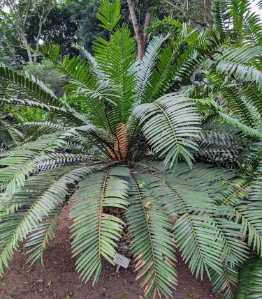 Lowveld National Botanical Garden