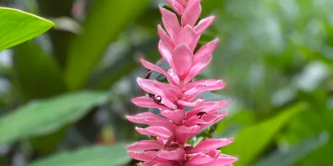 蕨類植物洞