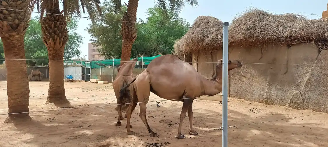 Hotels near Riyadh Zoo