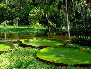 Amazon Rainforest