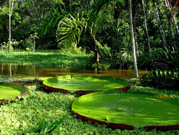 Hotels near Amazon Rainforest