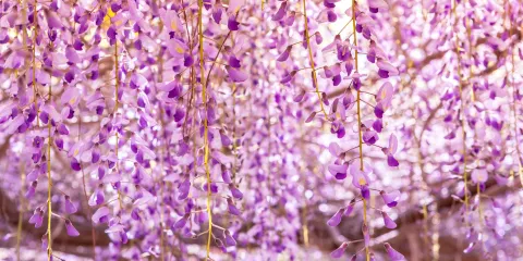 阿爾法比亞花園
