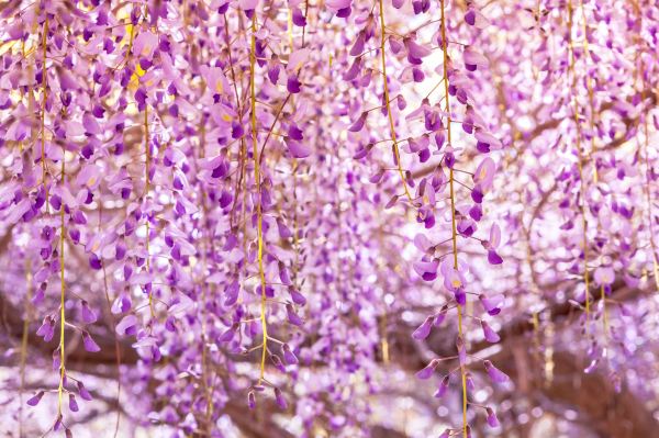 阿爾法比亞花園