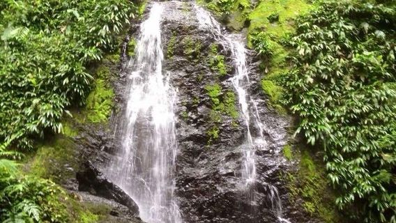 Brownsberg Nature Park