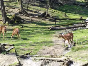 zoo di Bratislava