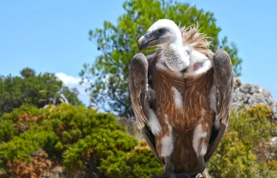 Teleférico Benalmádena纜車票成人