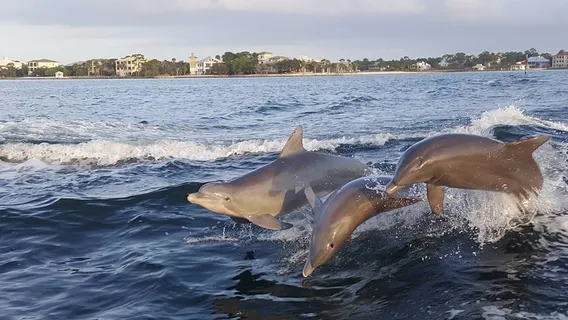 Surf's Up Dolphin Cruises