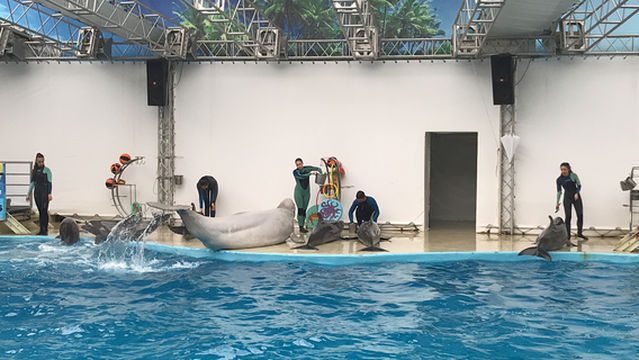 Anapa Dolphinarium (Nemo)