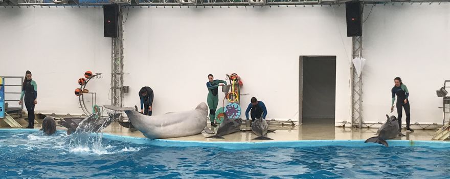 Anapa Dolphinarium (Nemo)