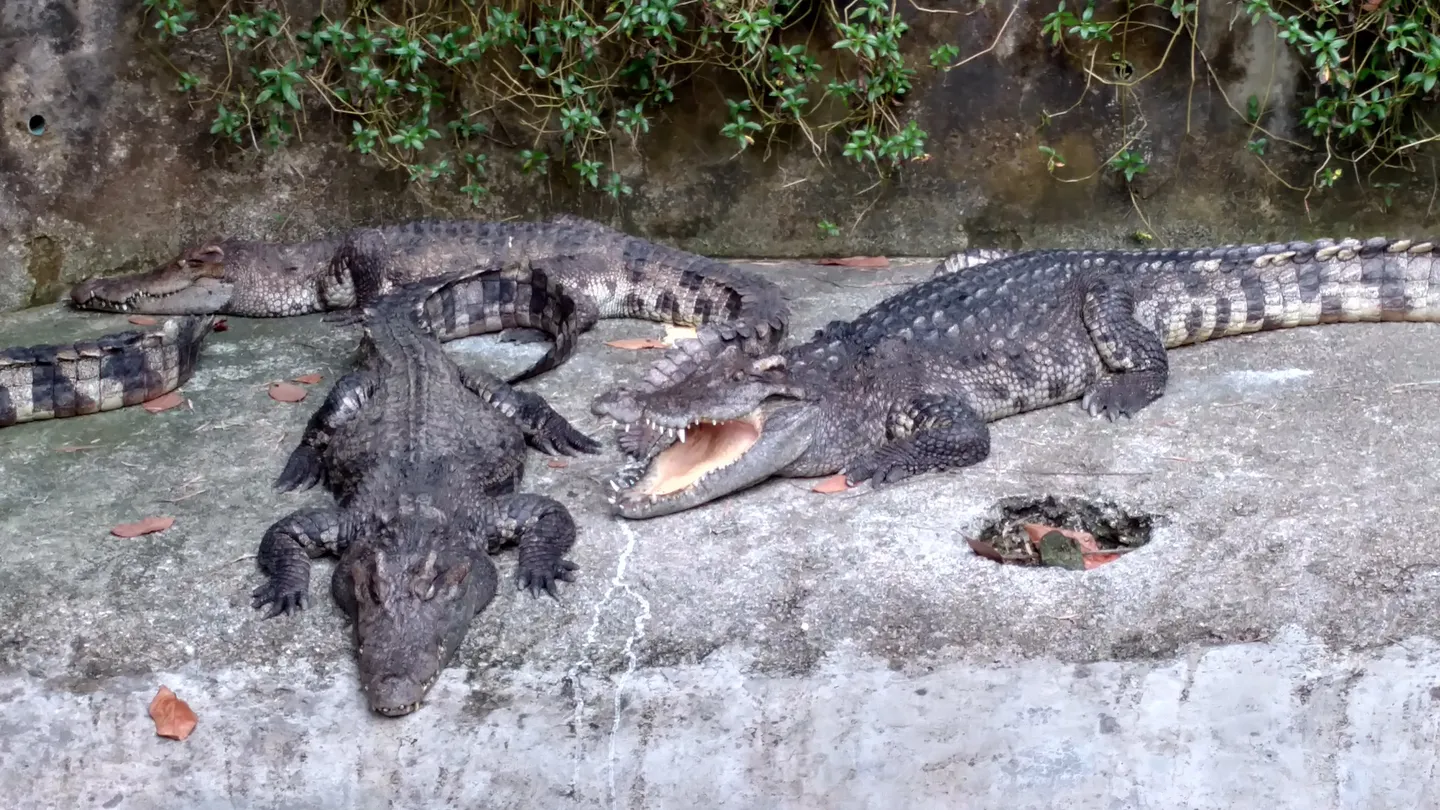 4_Phuket Bird Paradise