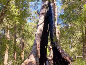 Giant Tingle Tree