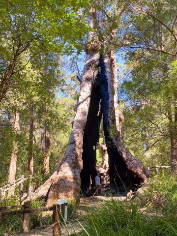 Giant Tingle Tree