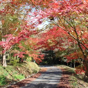 わち山野草の森