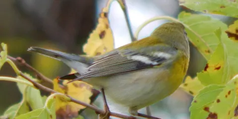 Hammond Lakefront Park and Bird Sanctuary