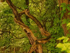 Powhatan State Park
