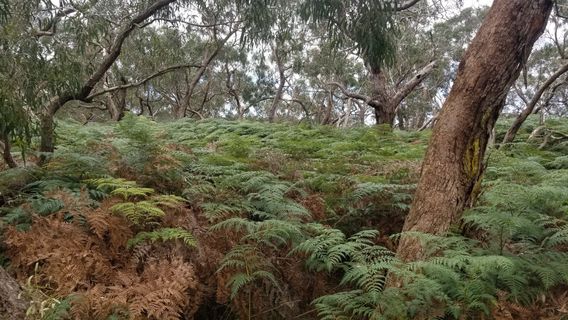Woodlot Lane Nature Reserve