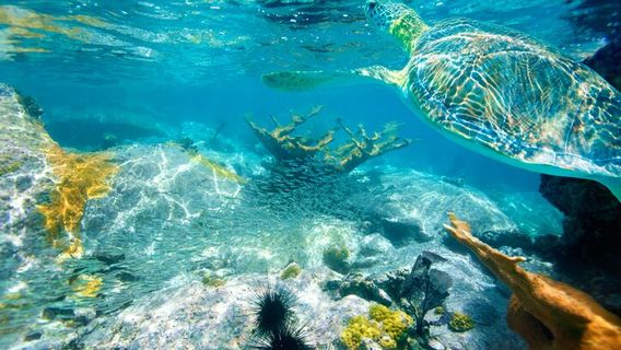 Island Flyer Virgin Islands