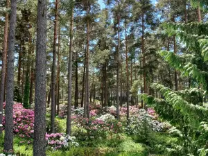 Rhododendron Park