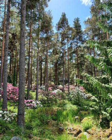Rhododendron Park