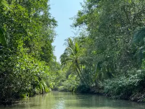 Mangrove Boat Tour