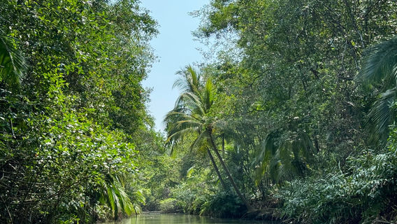 Mangrove Boat Tour