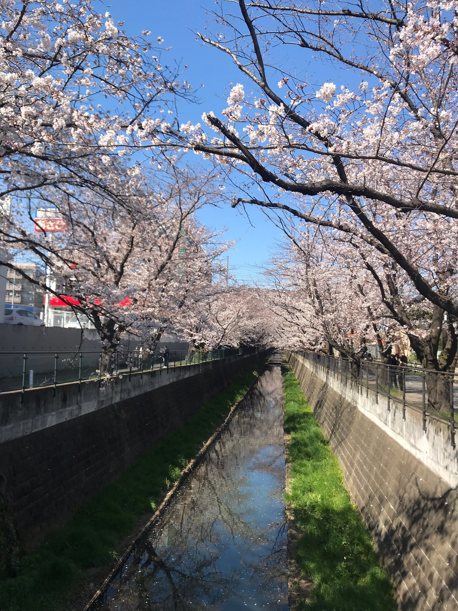 Cherry Blossom Trees of Asao River - 입장권, 운영 시간, 후기 & 사진 [2025년] | Trip.com